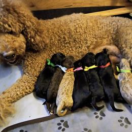 Australian Cobberdog Puppies from Lively Acres Cobberdogs