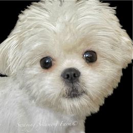 Flower - Shih Tzu