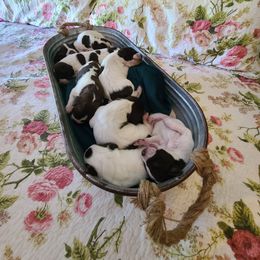 German Shorthaired Pointer Puppies from Legends German Shorthaired Pointers