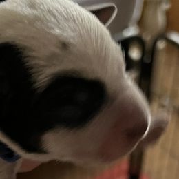Boy 1 - Australian Cattle Dog puppy in St. Landry, Louisiana from BMK Heelers