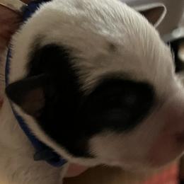 Boy 1 - Australian Cattle Dog puppy in St. Landry, Louisiana from BMK Heelers
