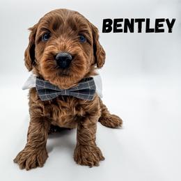 Bently - Red  male Goldendoodle puppy in Eagle Mountian, Utah from The Puppy Family