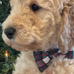 Teddy - Cream male Goldendoodle puppy in Sumner, Washington from Little Acre Doodles