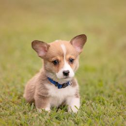 Blue Collar Male- Iron Man - Red male Pembroke Welsh Corgi puppy in Waverly Hall, Georgia from 6g Ranch Corgis