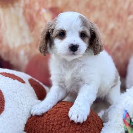 Aussiedoodle and Cavapoo Puppies from Pawsome Aussie Doodles and Oodles