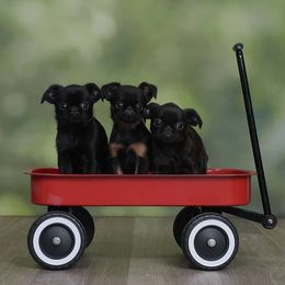 Brussels Griffon Puppies from Willow & Sage Brussel Griffons