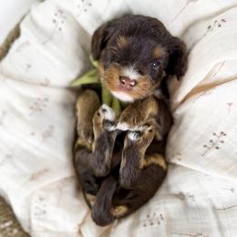 Hawk - green collar boy - Chocolate male Cavapoo puppy in Melbourne, Florida from Space Coast Doodle Co.