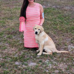 Labrador Retriever Puppies from BAK Forty Ranch