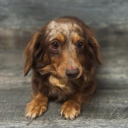 Lollypop (Lolly) - Dapple female Dachshund puppy in Augusta, Georgia from Cherokee Hill Dachshunds