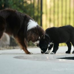 Australian Shepherd and Miniature Australian Shepherd Puppies from Integrity Aussies Tx