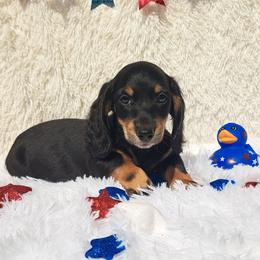 2300..Lucy - Black and tan female Dachshund puppy in Winter Haven, Florida from Gateway 2 Little Paws