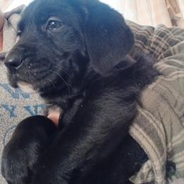 Golden Retriever and Labrador Retriever Puppies from Harvest Moon Farms