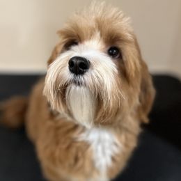 Abbey - Havanese