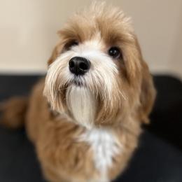 Abbey - Havanese
