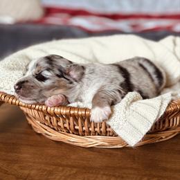 Kenickie - Blue merle male Australian Shepherd puppy in Uvalda, Georgia from Happy Ours Australian Shepherds