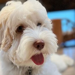 Australian Labradoodles from Bonzer Australian Labradoodles