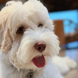 Australian Labradoodles from Bonzer Australian Labradoodles