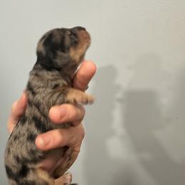 Black and Tan Dapple Male - Dapple male Dachshund puppy in Morristown, Tennessee from Lakeway Farms