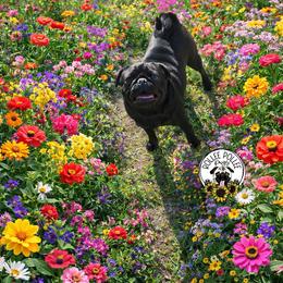Onyx - Pug