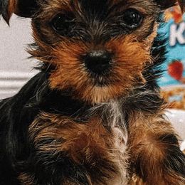 Yorkshire Terriers from Yorkie Baby Love