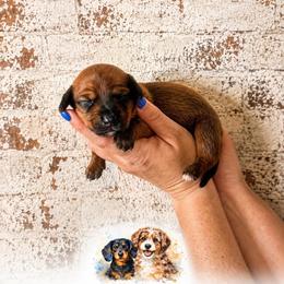 Boy 4 - Red male Dachshund puppy in Waco, Georgia from Huff Family Doxies & Doodles