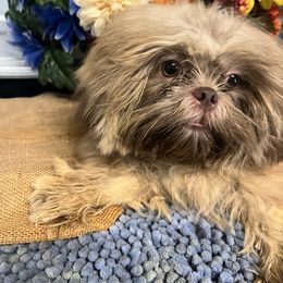 AKC Max Liver and tan Dobie - Lilac male Shih Tzu puppy in Elgin, South Carolina from Silver Bells Paw Prints