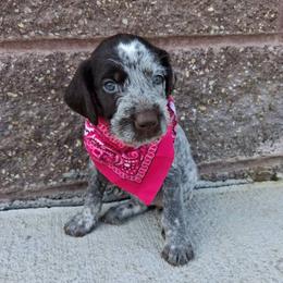 Girl 1 - Liver and white female German Wirehaired Pointer puppy in Potosi, Wisconsin from Point and Flush Gun Dogs