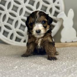 Boy 4 - Tri-color male Bernedoodle puppy in Russiaville, Indiana from Pleasant Creek Minibernedoodles