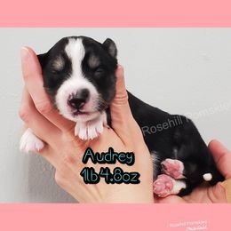Girl 2 - Pomsky puppy in Springfield, Illinois from Rosehill Pomskies