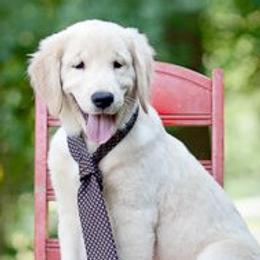 Golden Retrievers from Goldenway Goldens