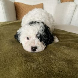Cavapoo Puppies from Hess Cavapoos