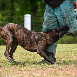 Belgian Malinois and Dutch Shepherds from Carpe Omnia Working Dogs