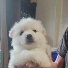 Chip - White male American Eskimo Dog puppy in Grants Pass, Oregon from SnH Eskies