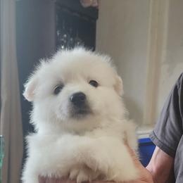 Chip - White male American Eskimo Dog puppy in Grants Pass, Oregon from SnH Eskies