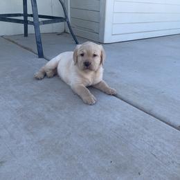 Labrador Retriever Puppies from Cozy Acres Farm Labradors