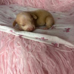 Bentley - Cream male Dachshund puppy in Lake City, Florida from My Ditzy Doxies of Florida