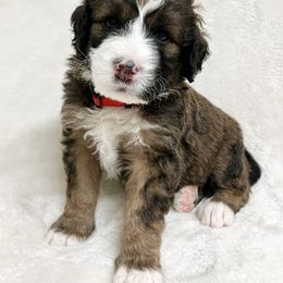 Cinnamon - F1 Small Standard - Sable Bernedoodle puppy in Waco, Texas from Hope Valley Doodles
