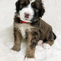 Cinnamon - F1 Small Standard - Sable Bernedoodle puppy in Waco, Texas from Hope Valley Doodles