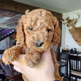 Mater - Red  male Goldendoodle puppy in Forest, Ohio from Mini Doodle Buddies
