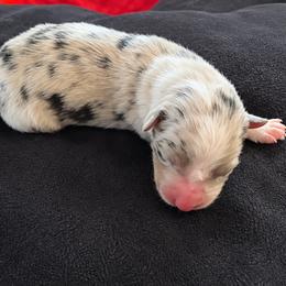 Sally Owens - Blue merle female Australian Shepherd puppy in Chaplin, Connecticut from Mystic Moon