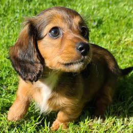 Dachshund Puppies from Ivy Willow Dachshunds