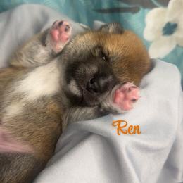 Ren - Red male Shiba Inu puppy in Inverness, Florida from Shore Thing Shiba’s