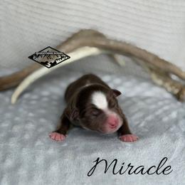 Miracle - Red tri male Miniature Australian Shepherd puppy in Cody, Wyoming from Quartz Creek Aussies