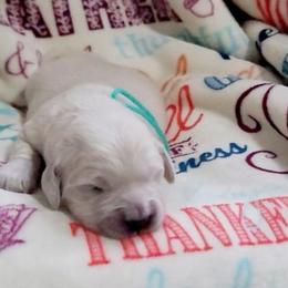 Mr. Teal - Light golden male Golden Retriever puppy in Campton, Kentucky from ElkRidge Goldens