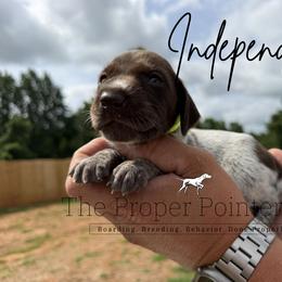 Independence - female German Shorthaired Pointer puppy in Six Mile, South Carolina from The Proper Pointer Co.