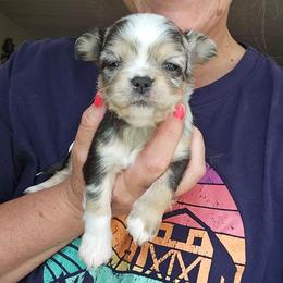 Loki - Merle male Chihuahua puppy in Xenia, Ohio from Moose Creek Chihuahua's