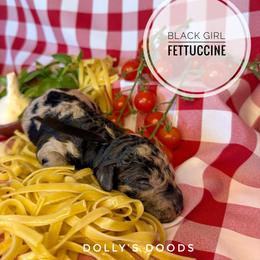 Fettuccine- Black Girl - Black female Goldendoodle puppy in Harrisburg, Oregon from Dolly’s Doods