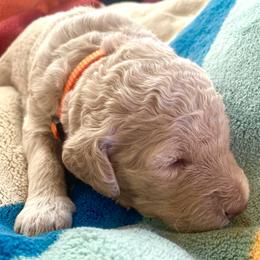 Willow - Cream female Labradoodle puppy in Toledo, Washington from Bigfoot Doodles