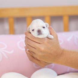 Baby Boo - White female Chihuahua puppy in Jacksonville, Florida from Petits Chihuahuas