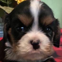Male 1 - Tri-color male Cavalier King Charles Spaniel puppy in Danville, Pennsylvania from RoaringCreek